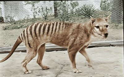 Extinct Tasmanian Tiger Brought to Life in Color Footage