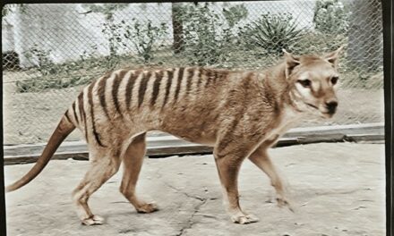 Extinct Tasmanian Tiger Brought to Life in Color Footage