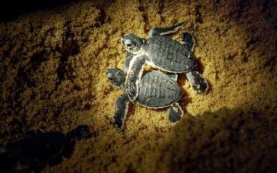 Malaysian State to Ban All Turtle Eggs Trade