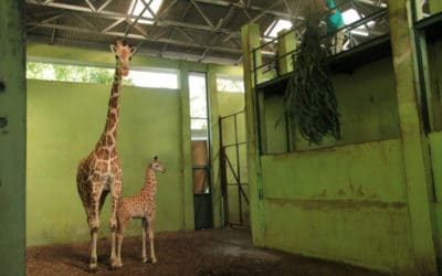 Newborn Baby Giraffe Named ‘Corona’ in Bali’s Zoo