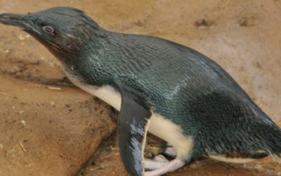 Adorable Penguin Parade Goes Viral Online
