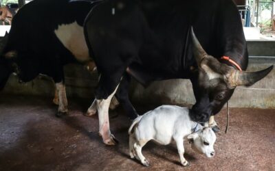 Thousands Flock to See Dwarf Cow in Bangladesh