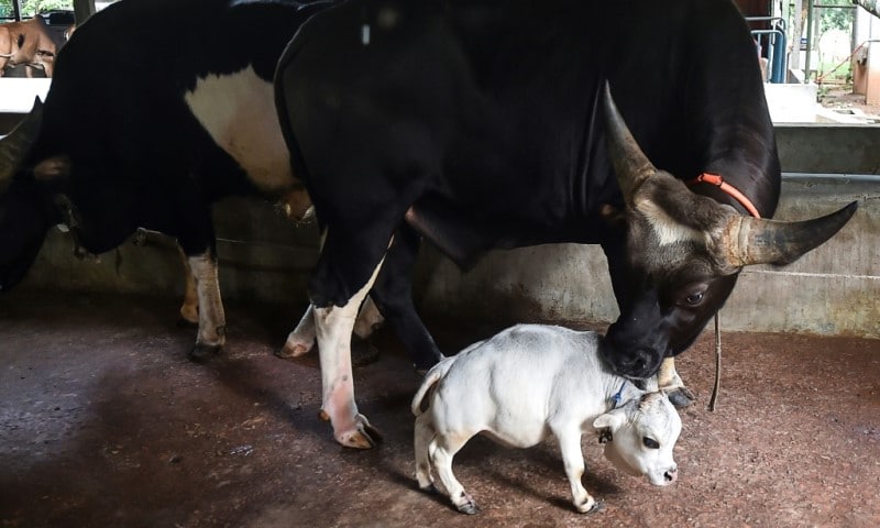 The Mini Cow, Rani