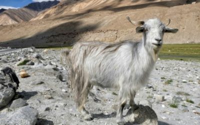 Tragic Yarn: India-China Border Spat Hits Global Cashmere Production
