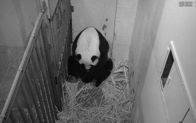 Washington Zoo Welcomes ‘Precious’ New Baby Panda