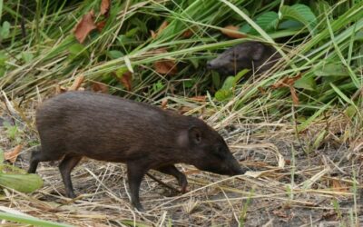 World’s Smallest Hog Released into Wild in India by Conservationists