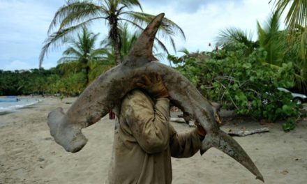 Dramatic Shark Decline Leaves ‘Gaping Hole’ in Ocean