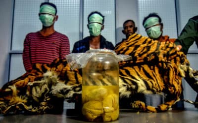 Indonesia Suspects Arrested for Poaching Sumtran Tigers