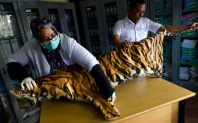 Tiger, Pangolin Farming in Myanmar Risks ‘Boosting Demand’