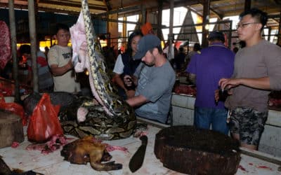 Bats and Snakes: Indonesia’s Extreme Meat Market Booms Despite Virus Warning