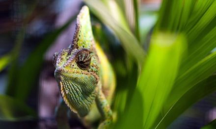 Study Found Reptiles Vulnerable to Global Lizard ‘Laundering’