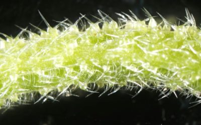 Australian Stinging Trees Contain ‘Scorpion-Like Venom’: Scientists