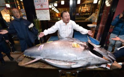 Rare Bluefin Tuna Fetches $1.8 Million at Tokyo’s Auction
