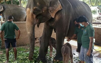 Sri Lanka Returns Stolen Elephants to Captors