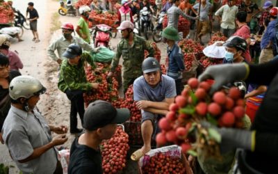 Vietnam’s Lychee Crop Not Bearing Fruit as Prices Slump