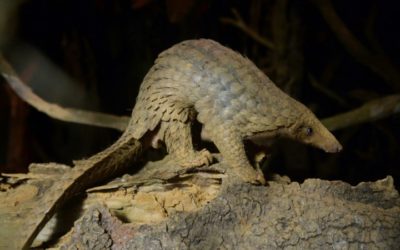 Vietnam Suspends Wildlife Trade as Pandemic Prods Action