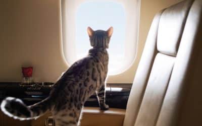 Lifestyle of the Rich and Fluffy: Asia’s Luxury Pet Market Shows No Slowdown