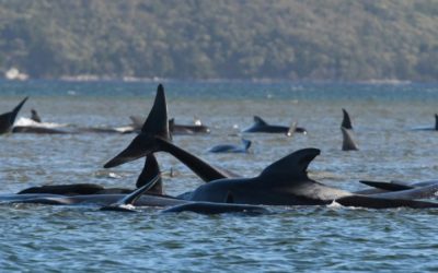 Whale Strandings: Some Notable Events