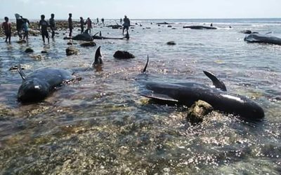 Seventeen Whales Stranded in Indonesia, Ten Saved