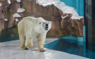 Frosty Reception for China Hotel with Polar Bears on Show