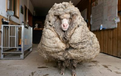 Aussie Sheep Sheds Huge Coat after Years on the Lam