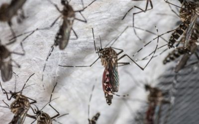 Singapore Facility to Produce Millions of Mosquitoes to Fight Dengue Outbreak