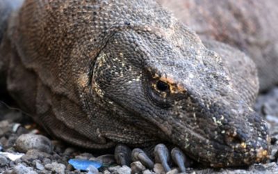 Indonesian Activists Slam ‘Jurassic Park’ Plan for Komodo Dragon Habitat