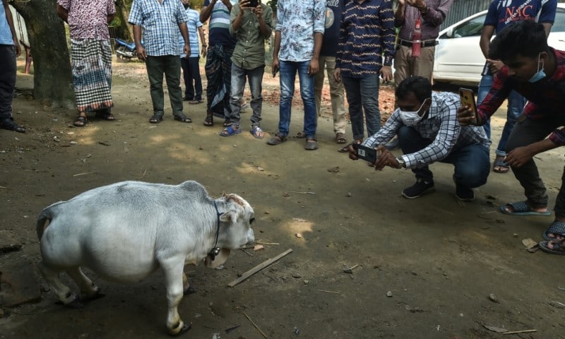 World's Smallest Cow