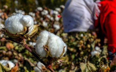 Over 570,000 Uighurs Involved in China Cotton Coerced Labor