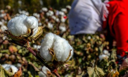 Over 570,000 Uighurs Involved in China Cotton Coerced Labor