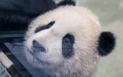 Second Taiwan-Born Panda Cub Makes Media Debut