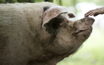 Chinese Mourn Passing of Heroic Pig that Survived 2008 Quake