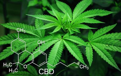 Now Open: Thailand’s First Cannabis Plantation